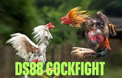DS88 COCKFIGHT